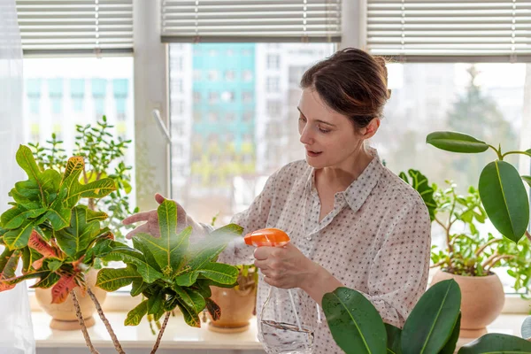 Kapalı alanda güneş ışığında pencere kenarında taze bitkiler saksısı. Su püskürten kadın Kodiyum yeşil yaprakları, Croton çiçeği, Kodiaeum, Joseph 'in pelerini, Euphorbia.