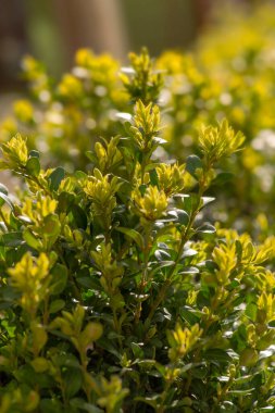 Bahçedeki güneş ışınlarında taze yaprak mersin filizlenir. Yumuşak odaklanma. Çiçek posteri, duvar kağıdı ya da tatil kartı. Bulanık arkaplan