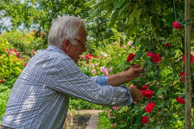 Kıdemli adam güneşli bir günde gülleri kesti. Bahar ve yaz bahçıvanlığı.