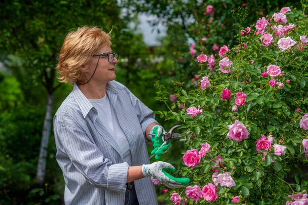 Kıdemli bayan güneşli bir günde gülleri kesti. Bahar ve yaz bahçıvanlığı.