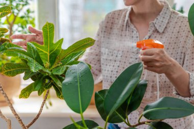 Kadın eli, spreyleyen su yeşili yapraklar Kodiaum çeşidi, Croton çiçeği. Çiçek işi. Kapalı alanda, güneş ışığında pencere eşiğinde taze bitkiler..