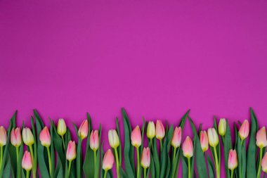 Parlak bir yüzeyde laleler. Tebrik mesajları, reklam afişleri, çiçekçi kartvizitleri, hediyelik eşyalar, kumaş üzerine baskı, kapak için metin yerleştirme alanı olan çiçek arkaplanı