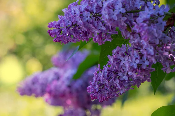 Çiy damlalarında çiçek açan leylak. Saf su. Tasarım için çiçek arkaplanı. Sığ alan derinliği