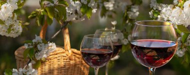 Baharda bahçede şarap tatma partisi. Güzel bir ilkbahar gününde, tahta bir masada, uzun, saplı bardaklarla, kırmızı şarapla dolu bir hayat. Kiraz çiçekleriyle çiçek açan dallar. Seçili odak, pankart