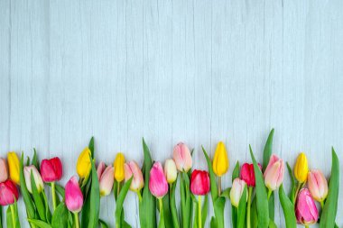 Ahşap bir yüzeyde laleler. Tebrik mesajları, reklam kampanyaları, çiçekçi kartvizitleri, hediyelik eşyalar, kumaş üzerine baskı, kapak için metin yerleştirme alanı olan çiçek arkaplanı.