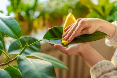 Dişi eller, güneş ışığında pencerenin kenarındaki Rubber Bitkisinin büyük yapraklarını temizliyor..
