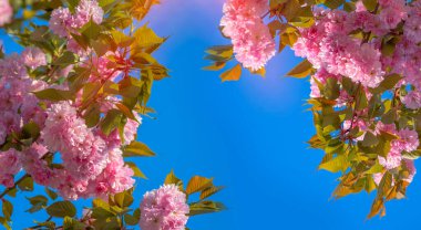 İlkbaharda çiçek açan kiraz ağaçlarının dalları. Cilt yüzeyi çiçeklerle dolu. Parlak mavi gökyüzü