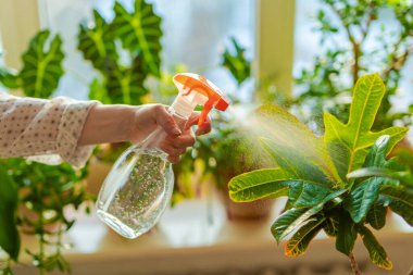 Kodiyum çeşitliliğinin büyük yapraklarını püskürten kadın elleri, Croton çiçeği, Kodiaeum, Joseph 'in pelerini, Euphorbia, tropikal bitki.