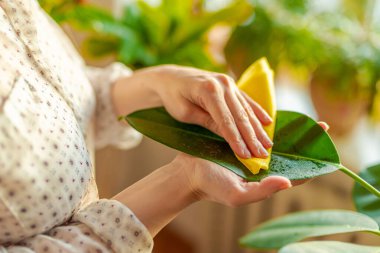 Dişi eller, güneş ışığında pencerenin kenarındaki Rubber Bitkisinin büyük yapraklarını temizliyor..