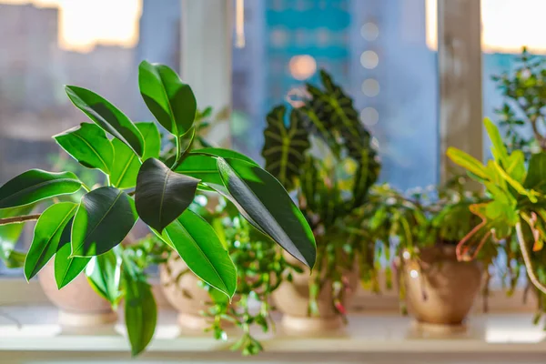 Indoor potted fresh plants on the windowsill in the sunlight. Focus on Big Leaves Rubber Plant