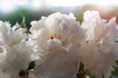 Şakayık çiçekleri ve tomurcuklarla açan dallar. Rahatla çiçek posteri ya da duvar kağıdı. Arka plan bulanık. Kapat.