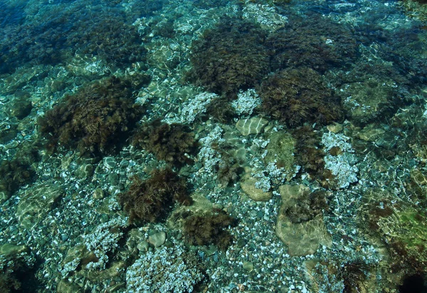 Tengerfenék Algákkal Kövekkel Kagylókkal Tiszta Vízzel Természetes Háttér — Stock Fotó