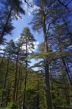 Mavi gökyüzüne karşı taçlar, gövdeler ve dallar. Doğal olarak büyüyen orman