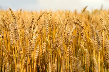Kış buğday tarlasında olgunlaşmış kulaklar, buğday hasadı, tahıl, çavdar taneleri, yazın arpa. Tarım, organik gıda üretimi.