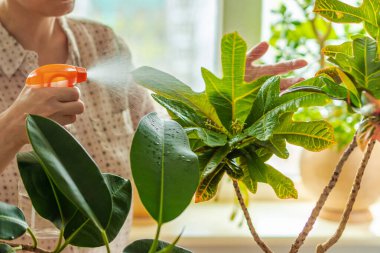Kodiyum çeşitliliğinden su yeşil yaprakları püskürten kadın eli, Croton çiçeği. Çiçek işi. Kapalı alanda, güneş ışığında pencere eşiğinde taze bitkiler..