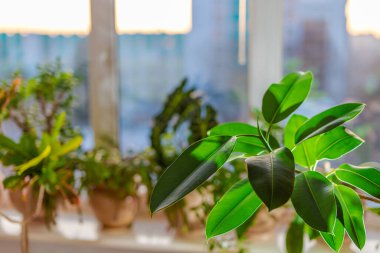Kapalı alanda güneş ışığında pencere kenarında taze bitkiler saksısı. Büyük Yaprak Lastik Bitkisine Odaklan