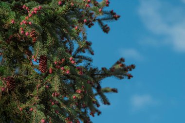 Spruce branches with buds of cones in front of a blue sky in bright sunlight. Floral background for design. Shallow depth of field clipart