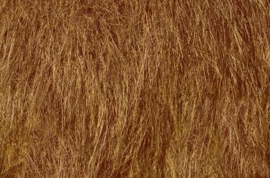 Arka plan için sert, kuru saman, sarı saman dokusu. Çevre dostu organik konsept. Kuru iklim, kurumuş ot