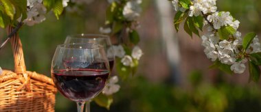 Baharda bahçede şarap tatma partisi. Güzel bir ilkbahar gününde, tahta bir masada, uzun, saplı bardaklarla, kırmızı şarapla dolu bir hayat. Kiraz çiçekleriyle çiçek açan dallar. Seçili odak