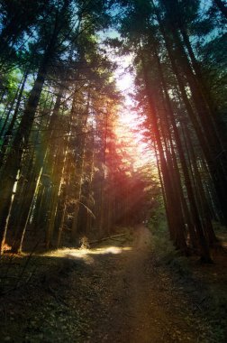 Mavi gökyüzüne karşı taçlar, gövdeler ve dallar. Doğal olarak büyüyen orman