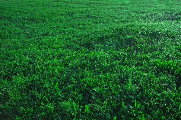 Spring Fresh Green Grass Field Rain Water Drops Dew Natural — Stock Photo, Image