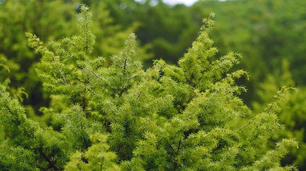 Juniperus Communis Juniper Branches Arbres Aiguilles Persistantes Concentration Sélective Faible — Photo