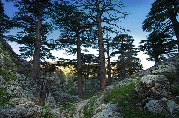 Coroas Troncos Galhos Árvores Altas Contra Céu Azul Floresta Crescimento — Fotografia de Stock