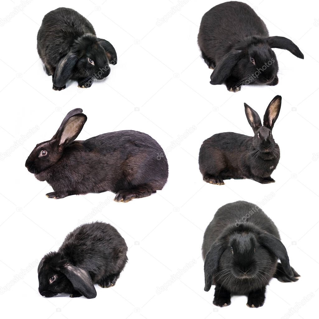 Flap-eared rabbits on white isolated background. Black, dark brown color of the fur fluff. Lop-eared breed. Farm nursery bunny pet