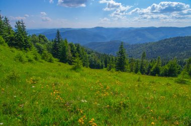 Yazın ormanlı dağ manzarası. Sisteki köknar ağaçlarının siluetleri, kozalaklı ağaçlar, bahar zamanı. Ekolojik altyapı ve duvar kağıtları için uygun.