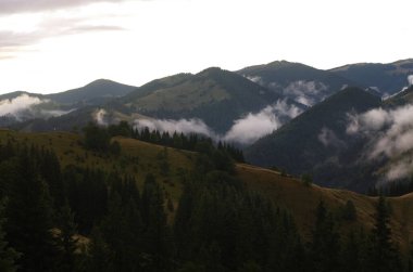 Yazın ormanlı dağ manzarası. Sisteki köknar ağaçlarının siluetleri, kozalaklı ağaçlar, bahar zamanı. Ekolojik altyapı ve duvar kağıtları için uygun.