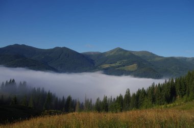 Yazın ormanlı dağ manzarası. Sisteki köknar ağaçlarının siluetleri, kozalaklı ağaçlar, bahar zamanı. Ekolojik altyapı ve duvar kağıtları için uygun.