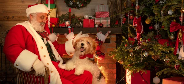 Şöminenin yanında köpeği ve Noel ağacı olan Noel Baba. Ahşap evin içindeki şenlikli iç mekan, Noel 'in neşeli ruhu. Gerçek beyaz sakallı son sınıf öğrencisi Noel Baba kostümü giyiyor..