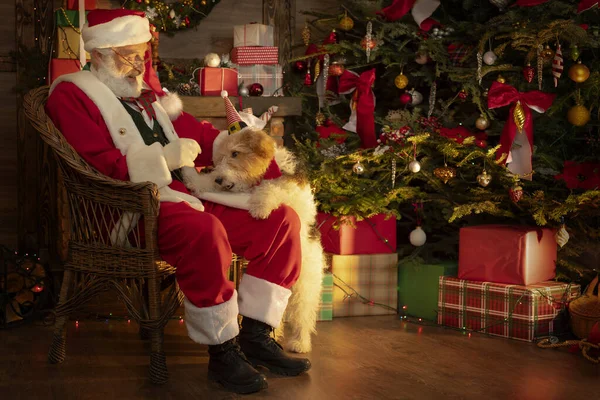 Şöminenin yanında köpeği ve Noel ağacı olan Noel Baba. Ahşap evin içindeki şenlikli iç mekan, Noel 'in neşeli ruhu. Gerçek beyaz sakallı son sınıf öğrencisi Noel Baba kostümü giyiyor..