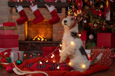 Şöminenin yanında köpek ve Noel ağacı, Noel Baba 'nın içinde hediye kutuları şenlikli ahşap ev. Noel 'in neşeli havası. Bir tebrik kartı için uygun