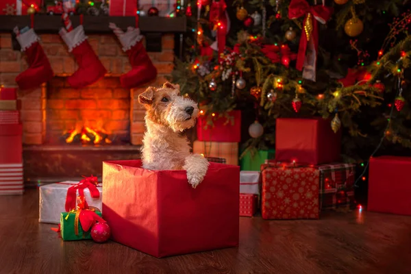 Şöminenin yanında köpek ve Noel ağacı, Noel Baba 'nın içinde hediye kutuları şenlikli ahşap ev. Noel 'in neşeli havası. Bir tebrik kartı için uygun