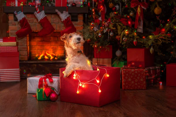 Şöminenin yanında köpek ve Noel ağacı, Noel Baba 'nın içinde hediye kutuları şenlikli ahşap ev. Noel 'in neşeli havası. Bir tebrik kartı için uygun