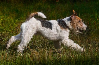 Tilki Teriyeri 'ne telgraf çek. Sonbaharda köpek yavrusu