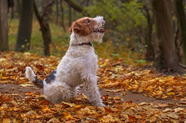 Tilki Teriyeri 'ne telgraf çek. Sonbaharda köpek yavrusu