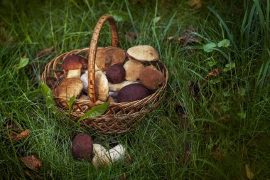 Hasat sepetinde taze, kahverengi şapka boletus, sonbahar hasadı. Kırsal çiftlik tarzı mantar avlama zamanı. Ormanda yenilebilir sağlıklı mantar toplama mevsimi.