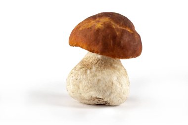 Beyaz arka planda taze yabani mantarlar. Organik yenilebilir mantar, diyet makrobiyotik gıda, yararlı beslenme 