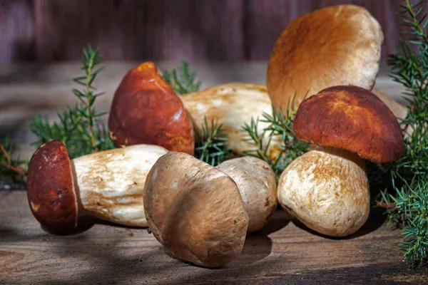 Fresh Boletus Mushrooms Wooden Background Still Life Mushroom Hunting Time — Stock Photo, Image