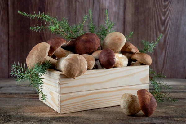 Fresh boletus mushrooms on a wooden background still life. Mushroom hunting time. Picking edible fungus. Diet macrobiotic healthy food concept