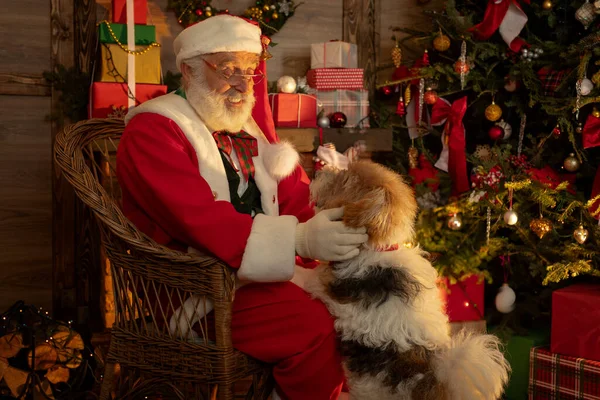 Weihnachtsmann Mit Hund Neben Kamin Und Weihnachtsbaum Festliches Interieur Holzhaus — Stockfoto