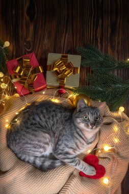 Noel ağacının yanındaki kedi. Çizgili gri kedi yavrusu yaşam tarzı. Yeni yıl için evcil hayvan ve hediyeler. Noel sezonunda rahat bir iç mekanda sevimli bir hayvan.