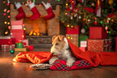 Şöminenin yanında köpek ve Noel ağacı, Noel Baba 'nın içinde hediye kutuları şenlikli ahşap ev. Noel 'in neşeli havası. Bir tebrik kartı için uygun
