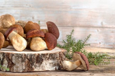 Ahşap bir arka planda taze boletus mantarları. Mantar avlama zamanı. Yenilebilir mantar topluyorum. Diyet makrobiyotik sağlıklı gıda konsepti