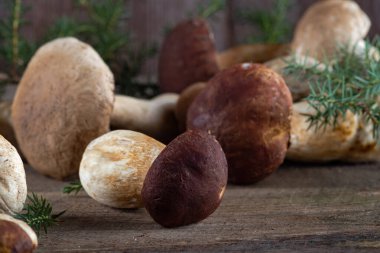 Ahşap bir arka planda taze boletus mantarları. Mantar avlama zamanı. Yenilebilir mantar topluyorum. Diyet makrobiyotik sağlıklı gıda konsepti