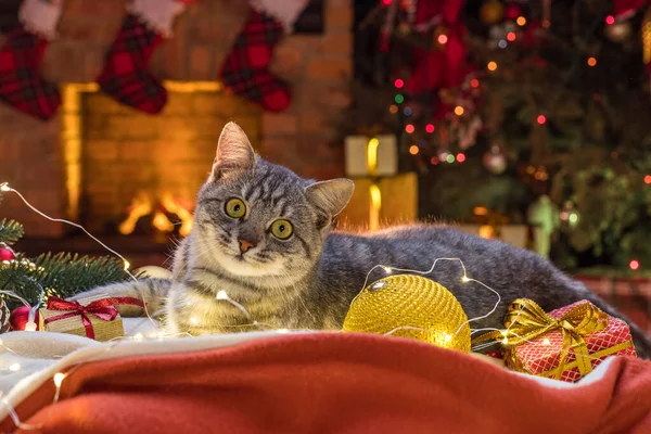 Kočka Krbu Vánoční Stromek Proužkovaný Šedý Kočičí Životní Styl Uvnitř — Stock fotografie