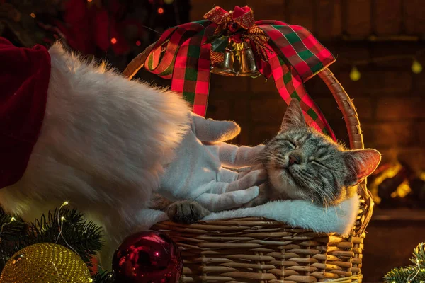 Ruka Santa Clause Dárky Pro Cat Vánočního Stromečku Krbu Kotě — Stock fotografie