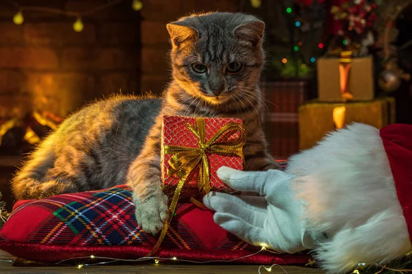 Ruka Santa Clause Kočka Vánočního Stromečku Kotě Uvnitř Domácí Mazlíčci — Stock fotografie